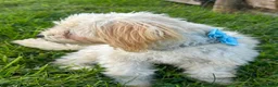 Maltipoo dogs for sale: Tyson - Ad 4