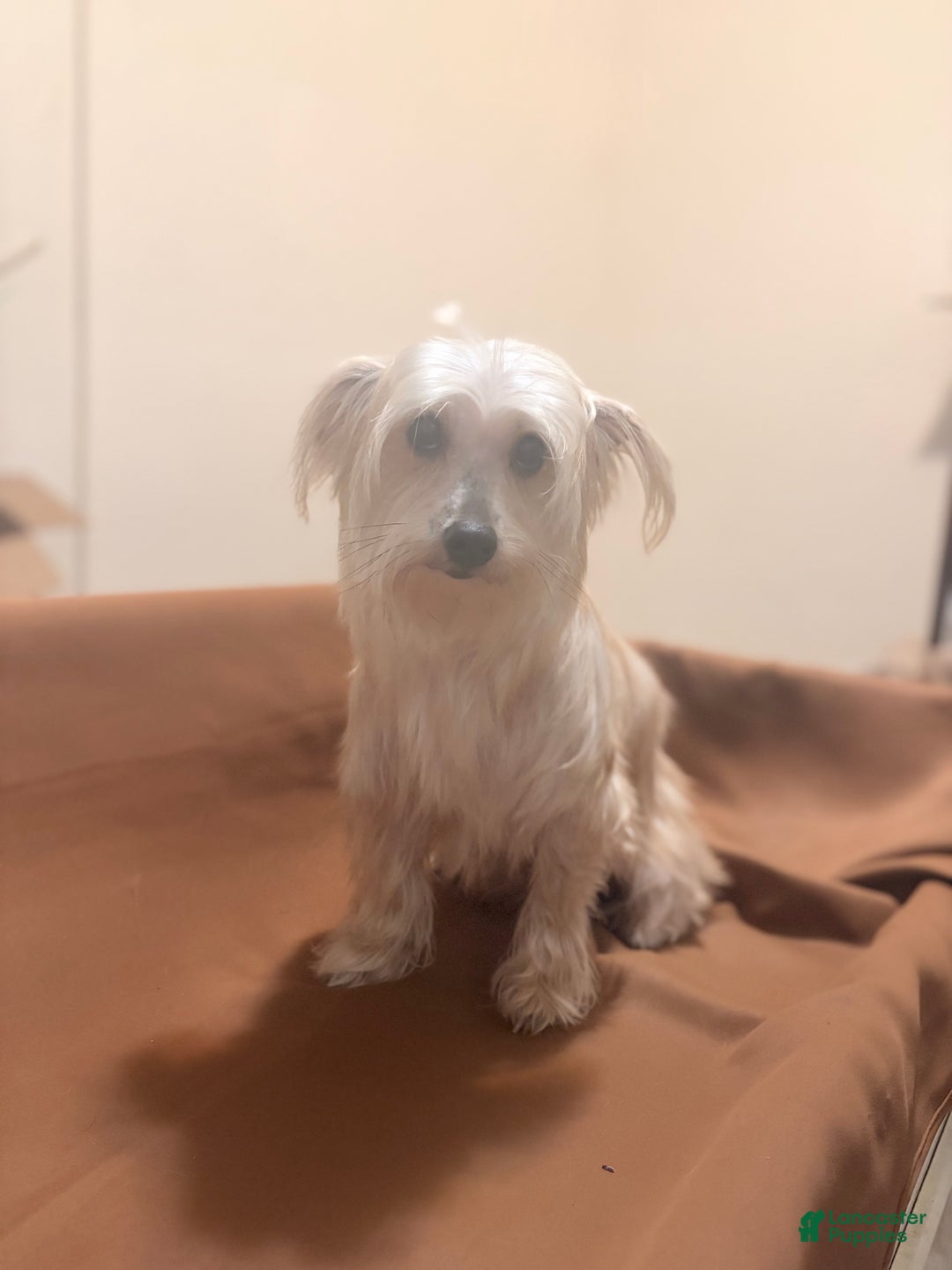 Morkie dogs for sale: Coco - Ad 4