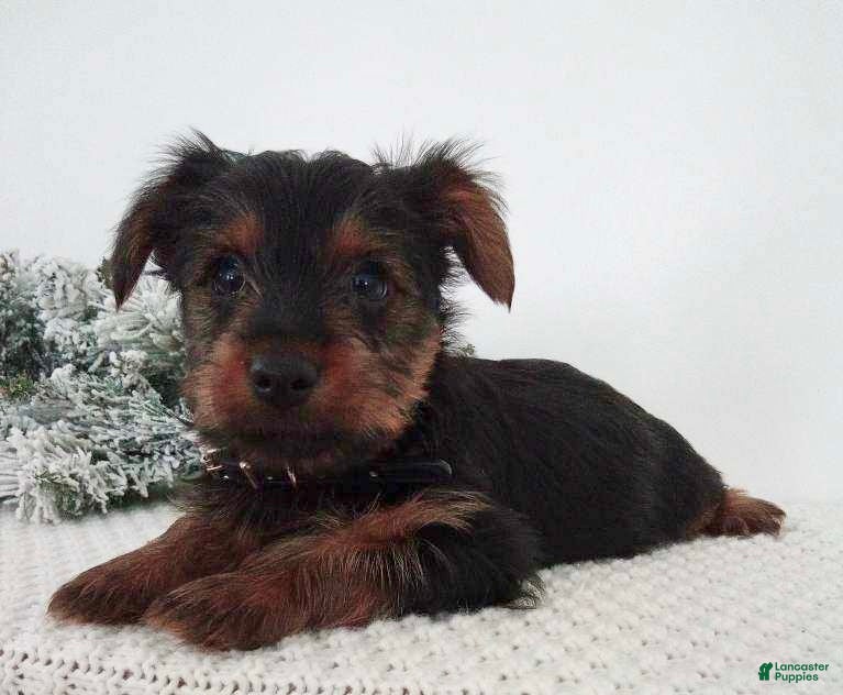 Yorkshire Terrier dogs Joey - Ad 40