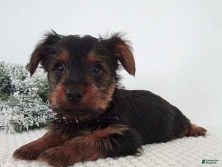 Yorkshire Terrier dogs Joey - Ad 40