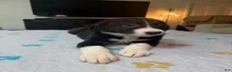 Border Collie dogs for sale: Paddy - Ad 7