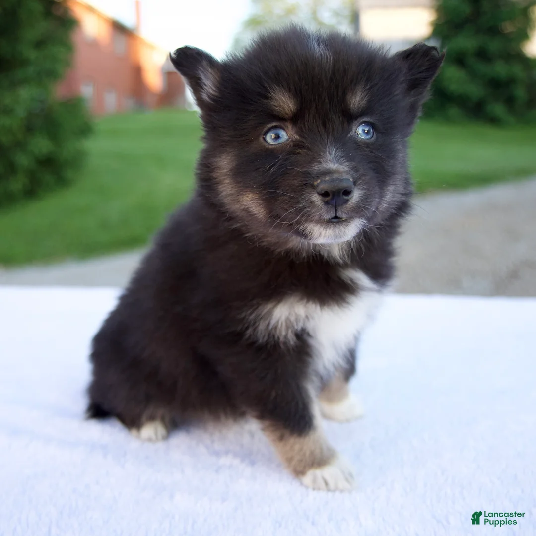 Pomsky dogs for sale: Misty - Ad 2