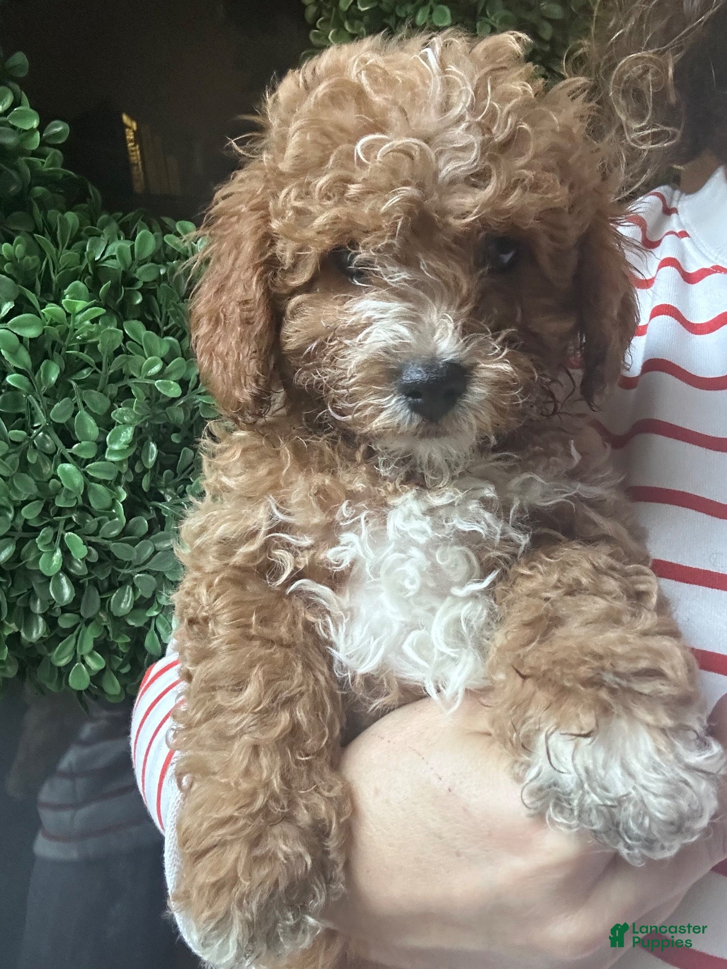 Cavapoochon dogs for sale: 🧡 Orange Blossom - Ad 2