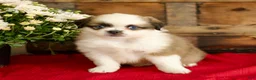 Mixed Breed dogs for sale: Brook - Ad 3