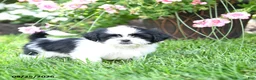 Shih Tzu dogs for sale: Avery - Ad 4