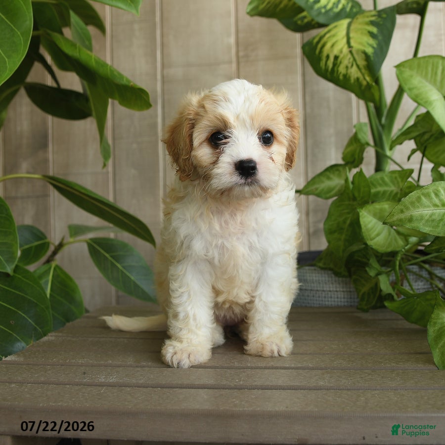 Cavachon dogs Maleah - Ad 1