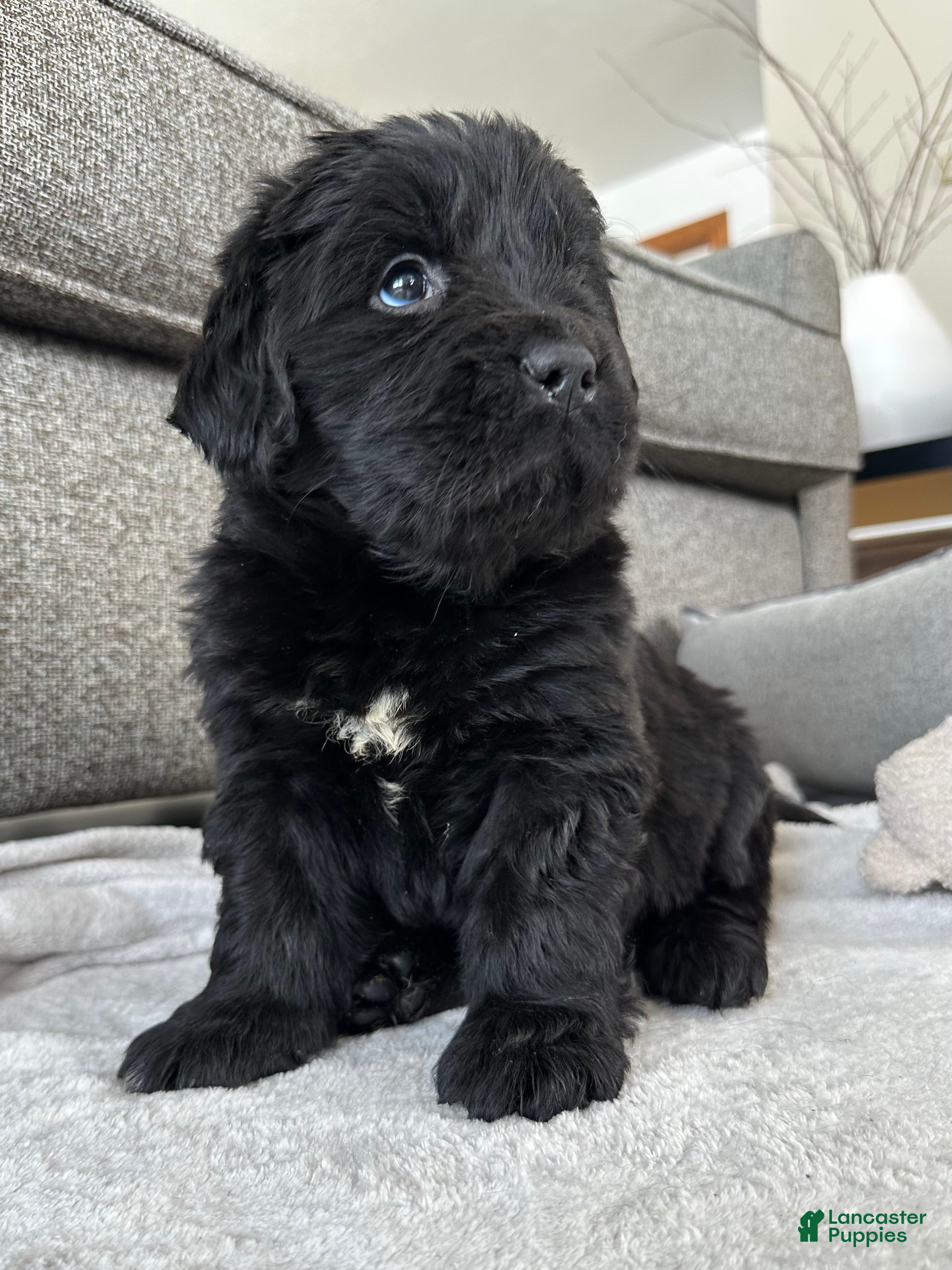 Newfoundland dogs AKC,OFA,CH, “ Lillie”  - Ad 2