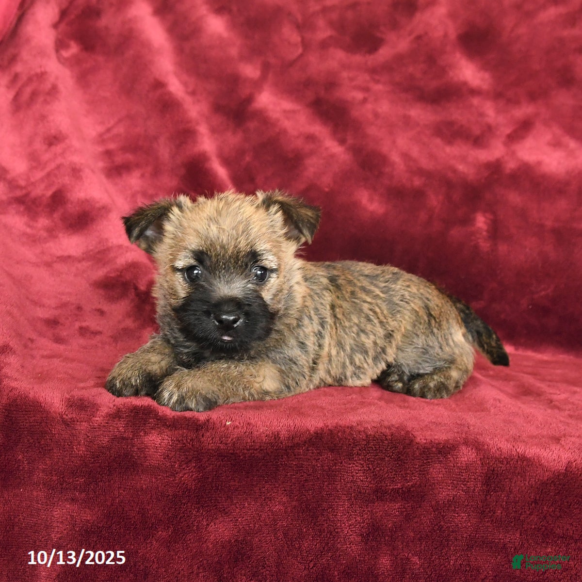 Cairn Terrier dogs Paisley - Ad 6