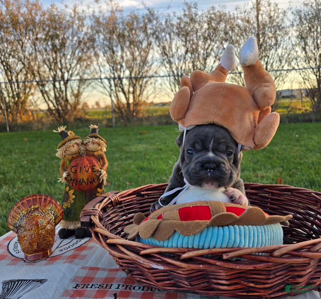 French Bulldog dogs for sale: Grace - Ad 8