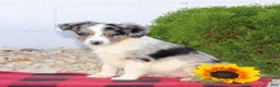 Miniature Australian Shepherd dogs for sale: Tanisha  - Ad 2
