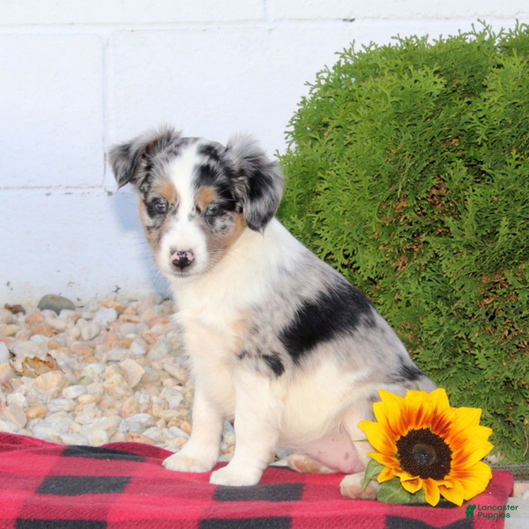 Miniature Australian Shepherd dogs for sale: Tanisha  - Ad 2