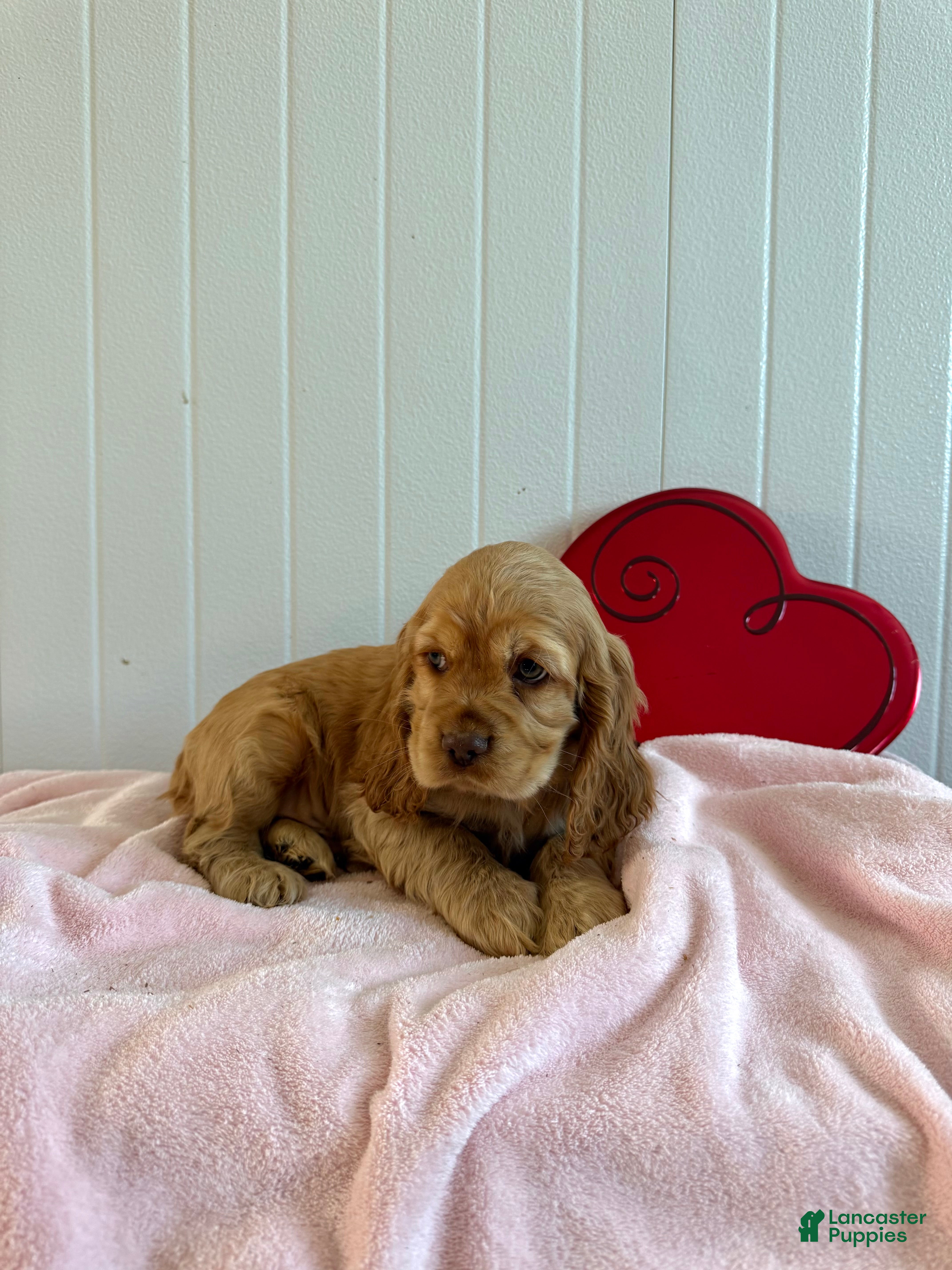 Cocker Spaniel dogs Arlo - Ad 2