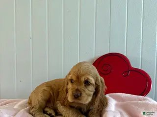 Cocker Spaniel dogs Arlo - Ad 35