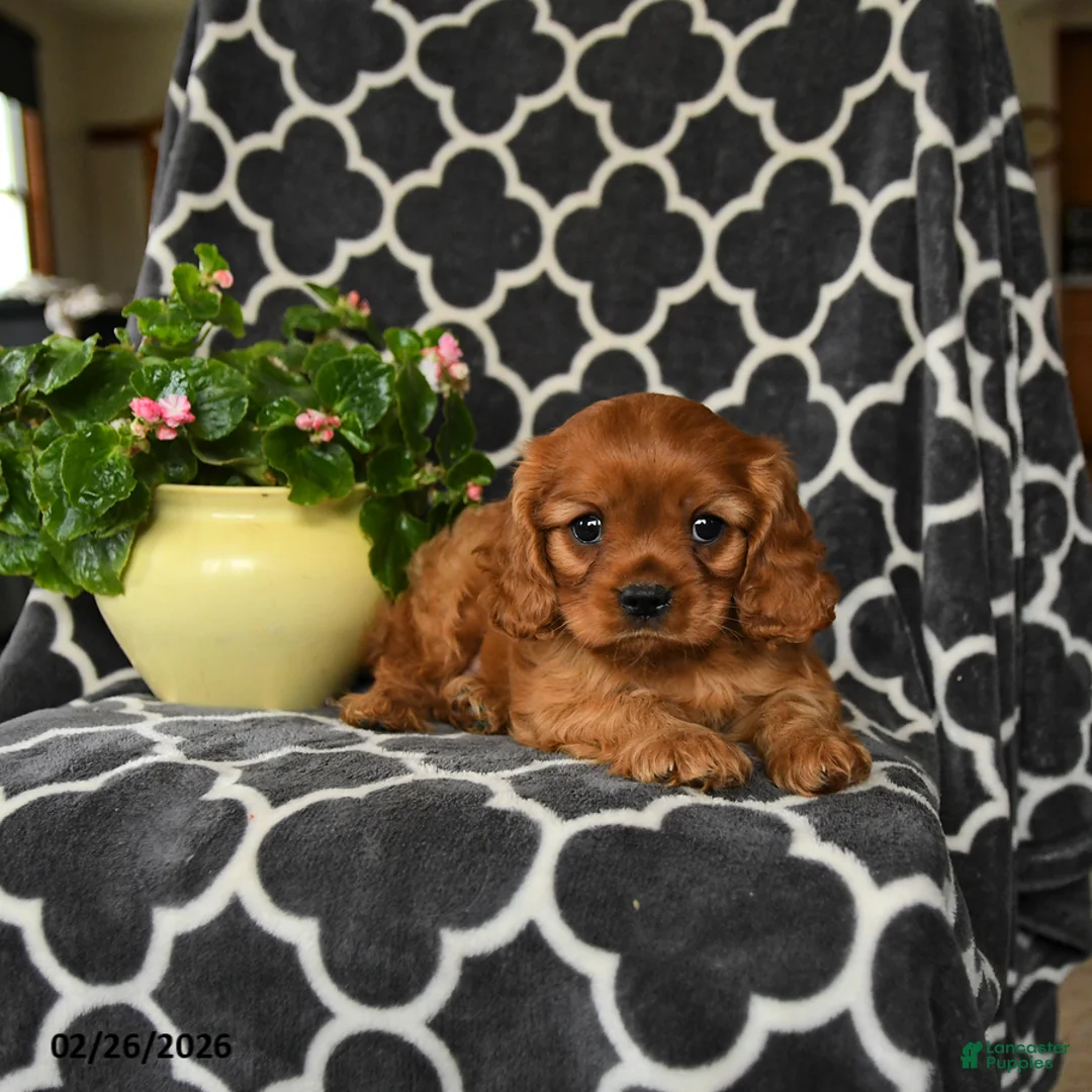 Cavalier King Charles Spaniel dogs for sale: Redhead - Ad 4