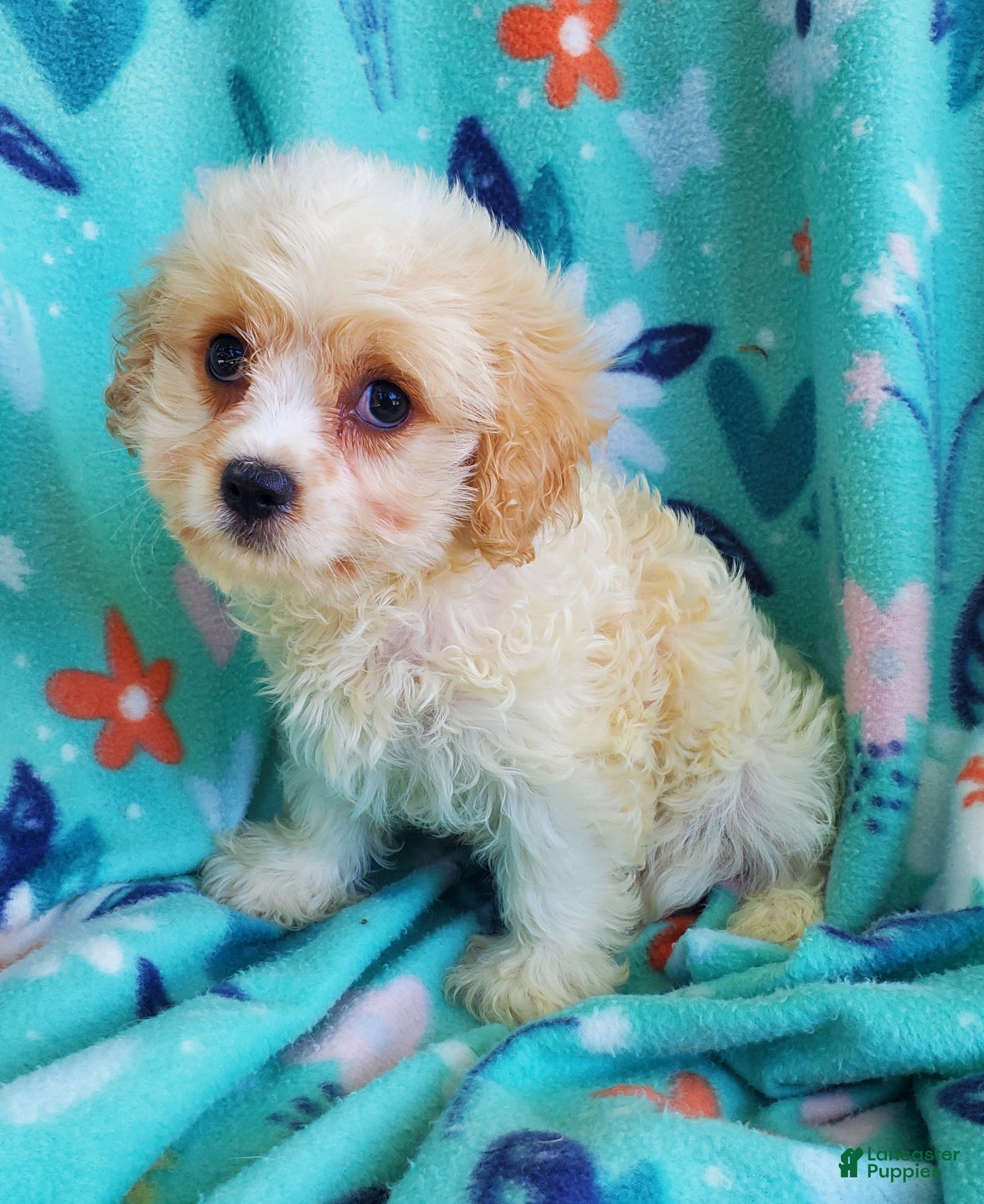 Cavachon dogs Axel - Ad 1