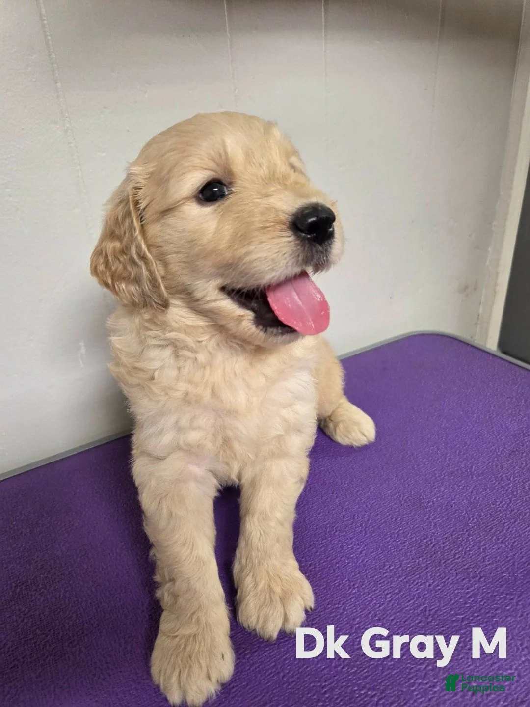 Goldendoodle dogs for sale: Goldendoodle 3 - Ad 1