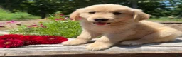 Golden Retriever dogs for sale: Max - Ad 2