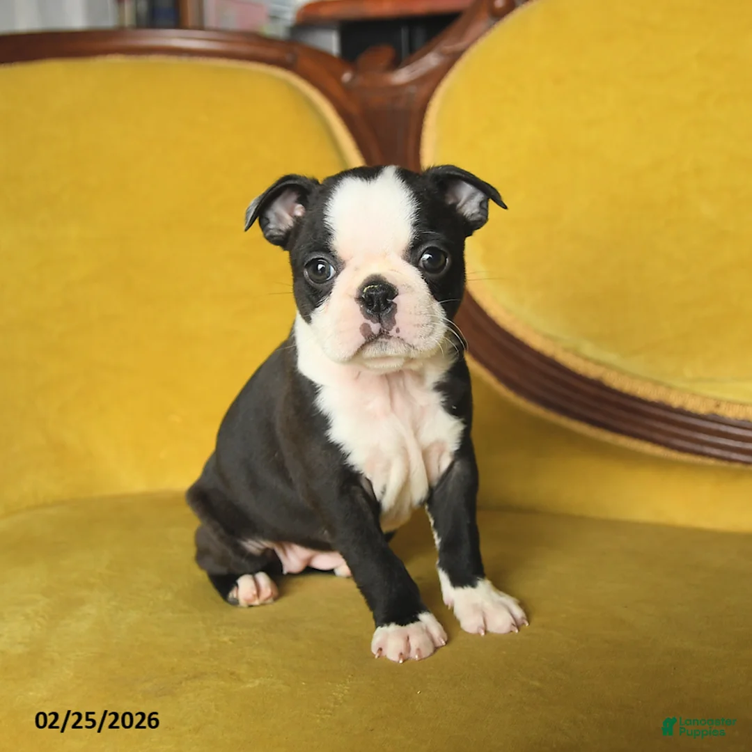 Boston Terrier dogs for sale: Sindy - Ad 3