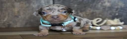 Miniature Dachshund dogs for sale: Jeremiah - Ad 5