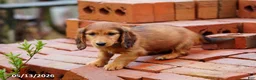 Miniature Dachshund dogs for sale: Dixie - Ad 4