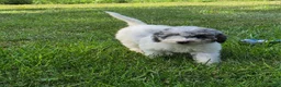Miniature Poodle dogs for sale: Ash - Ad 6