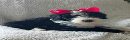 Sheepadoodle dogs for sale: Sheepadoodle Puppy 9 - Ad 2