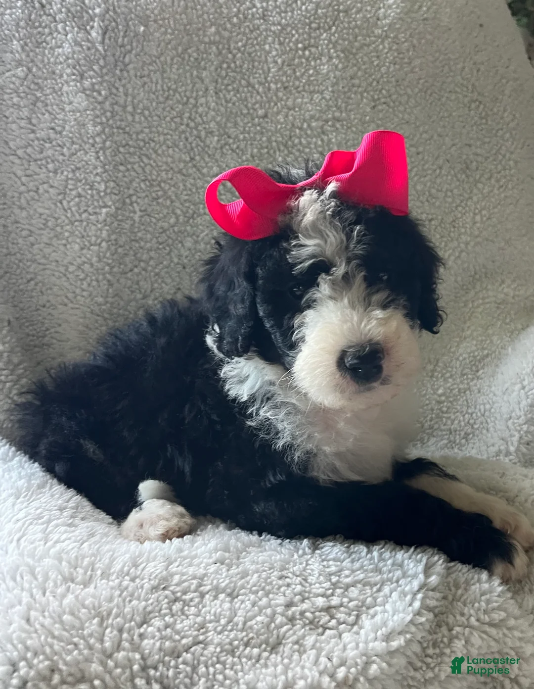 Sheepadoodle dogs for sale: Sheepadoodle Puppy 9 - Ad 2