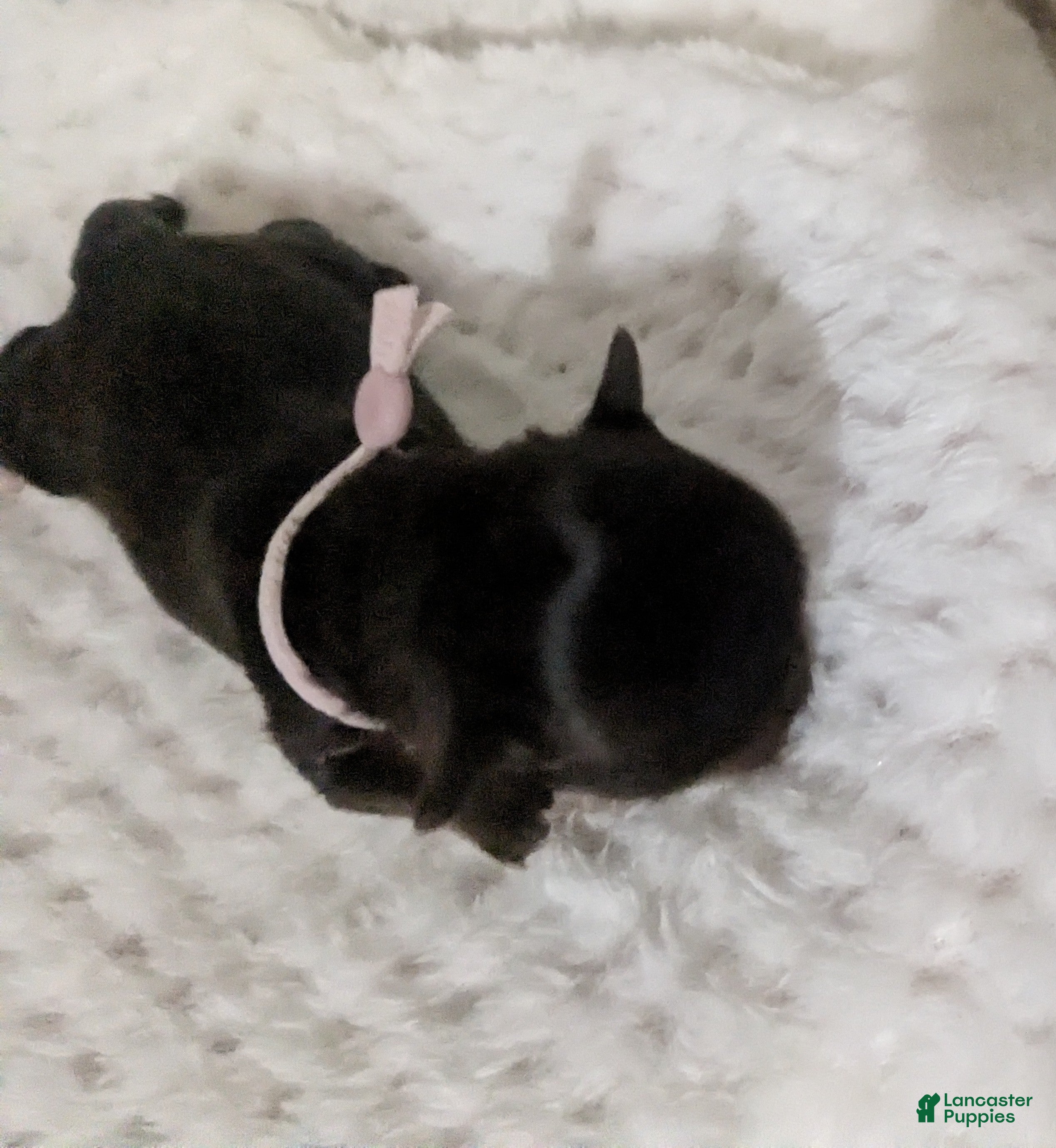 Chihuahua dogs Tiny Kit Kat LC Female   - Ad 15