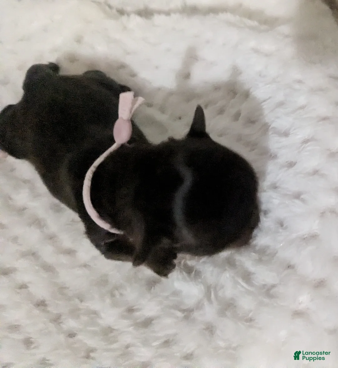 Chihuahua dogs for sale: Tiny Kit Kat LC Female   - Ad 1