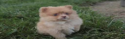 Pomeranian dogs for sale: Toulouse Pomeranian  - Ad 12