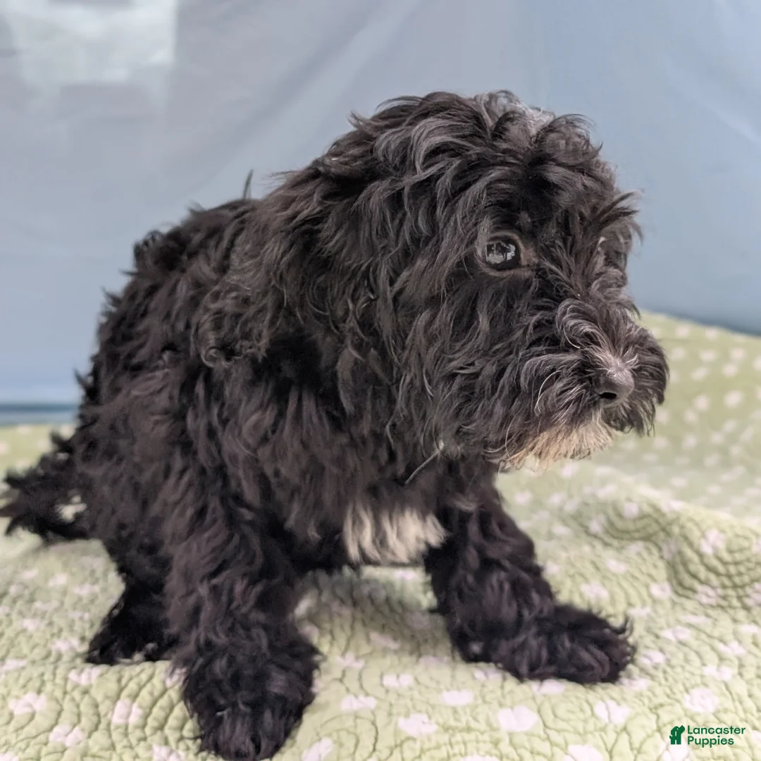 Mixed Breed dogs for sale: Flores (Flower) - Ad 5