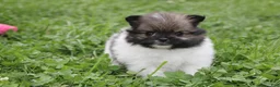 Pomeranian dogs for sale: Juno - Ad 10