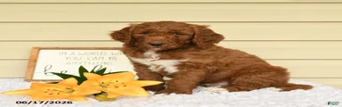 Samson