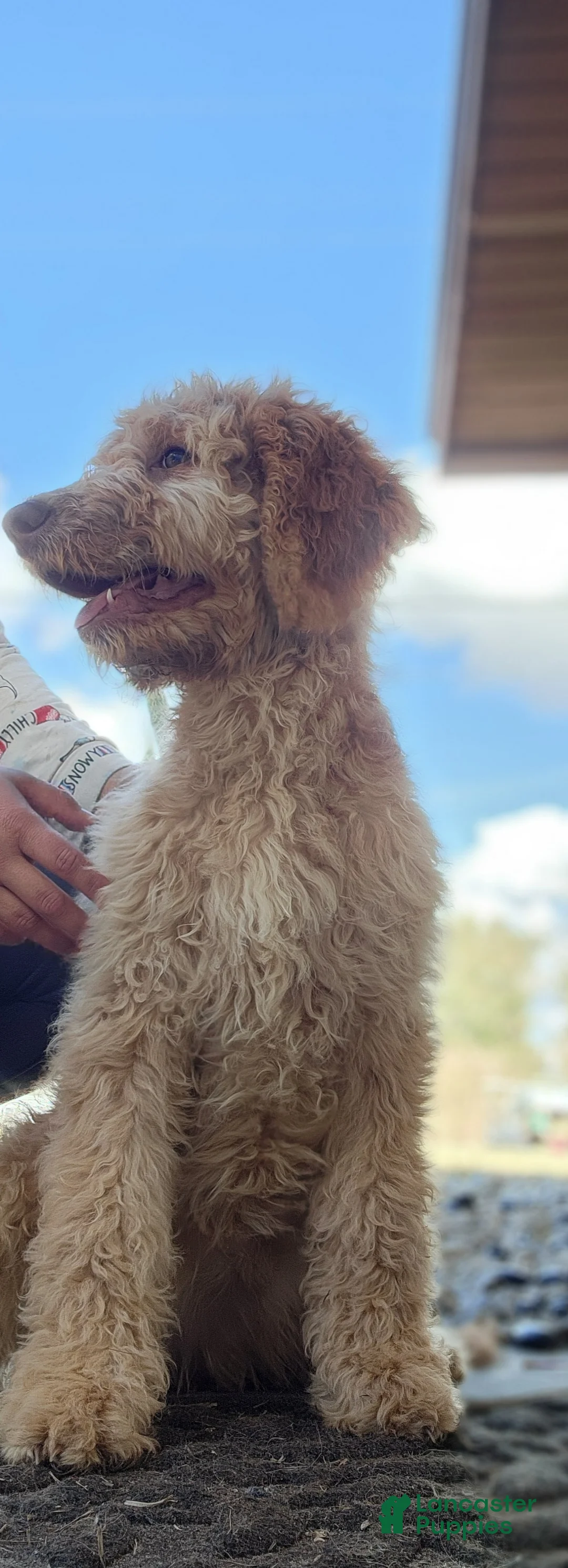 Goldendoodle dogs for sale: Nes - Ad 2