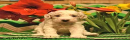 Mini Goldendoodle dogs for sale: Bobby  - Ad 1
