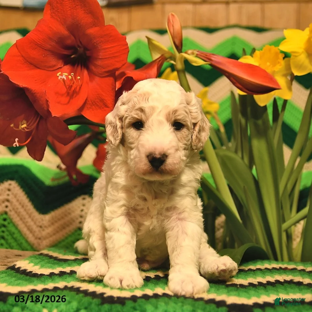 Mini Goldendoodle dogs for sale: Bobby  - Ad 1