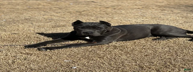 Saja