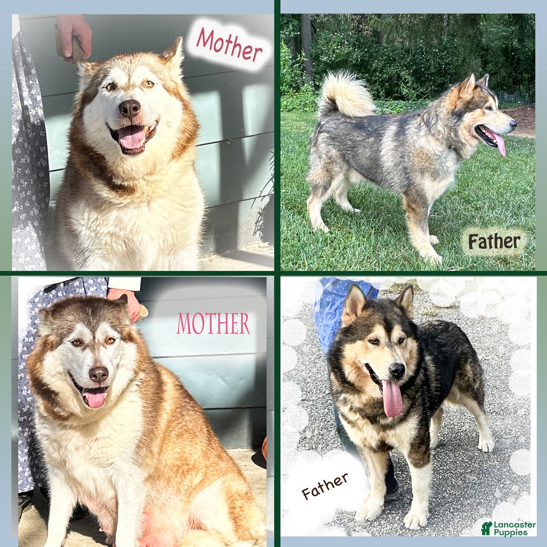 Alaskan Malamute dogs for sale: Timber - Ad 3