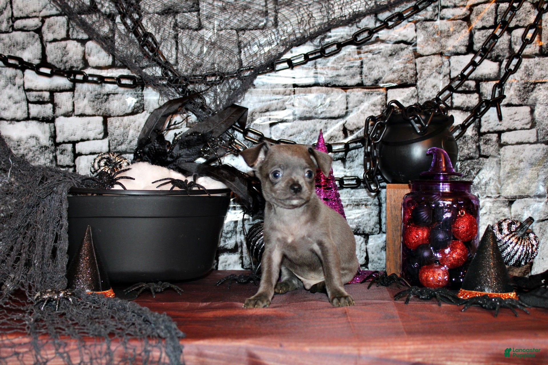Chihuahua dogs for sale: Artemis - Ad 2