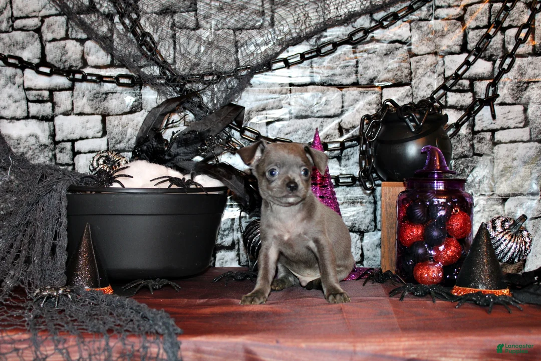 Chihuahua dogs for sale: Artemis - Ad 2