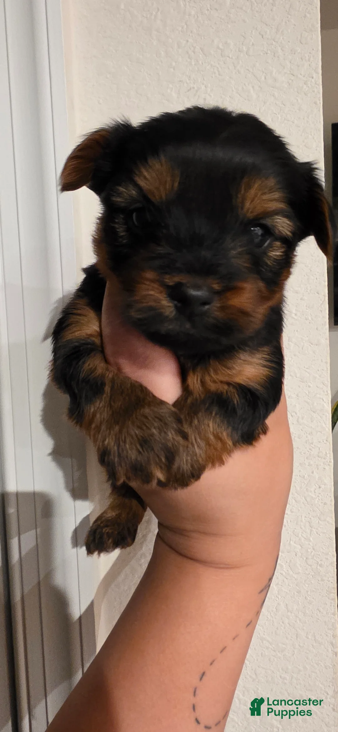 Yorkshire Terrier dogs for sale: Gambit - Ad 2