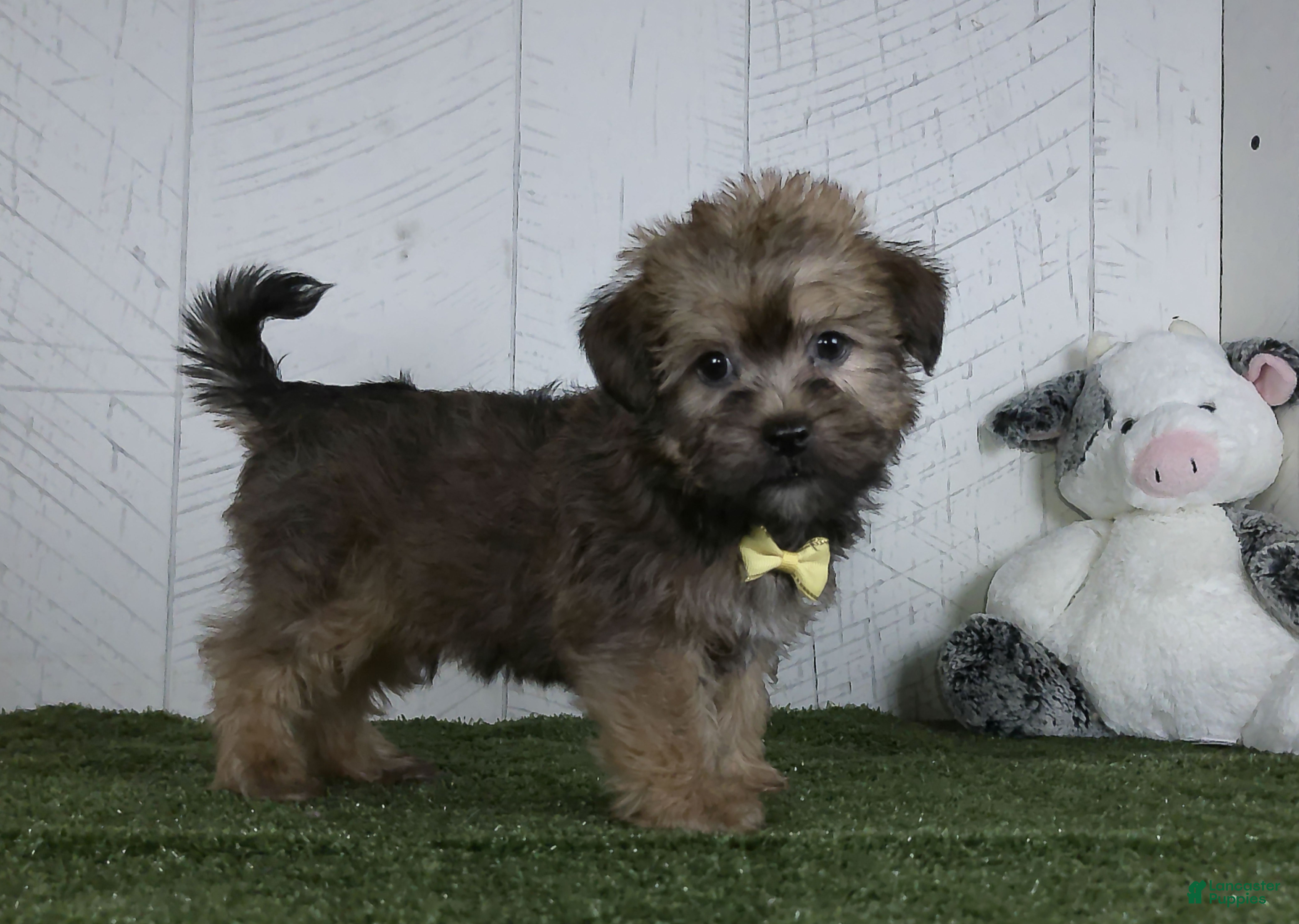Shorkie dogs Arnie - Ad 2