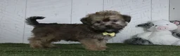 Shorkie dogs for sale: Arnie - Ad 2