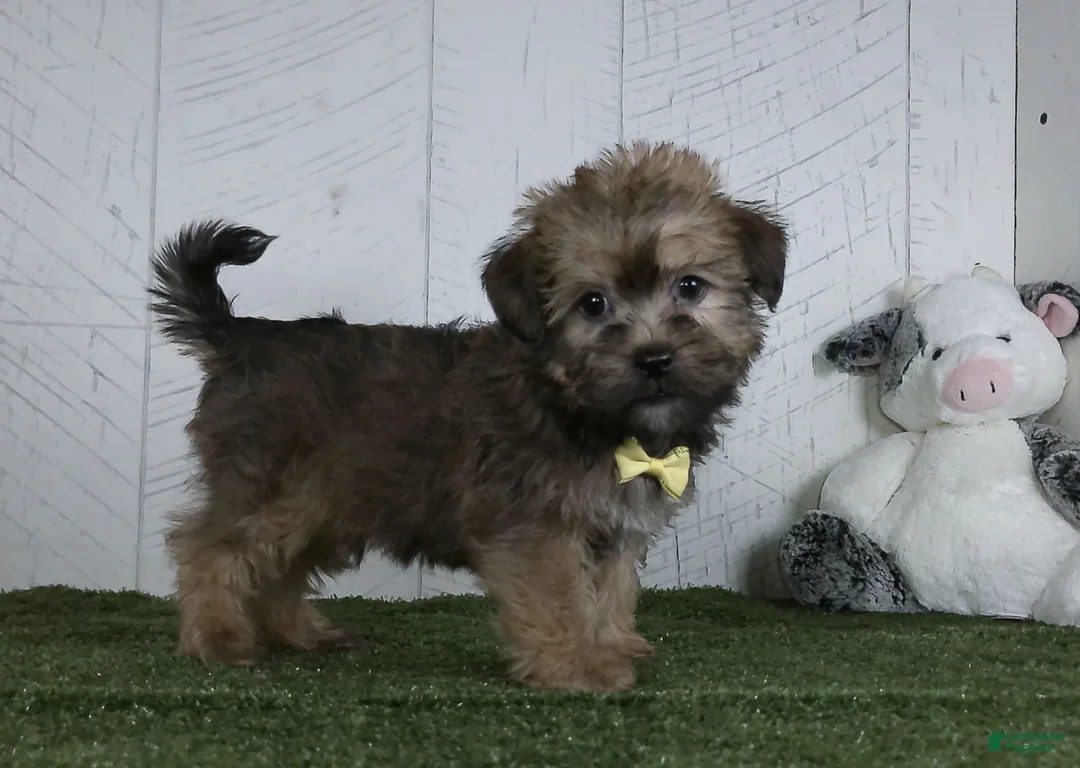 Shorkie dogs for sale: Arnie - Ad 2