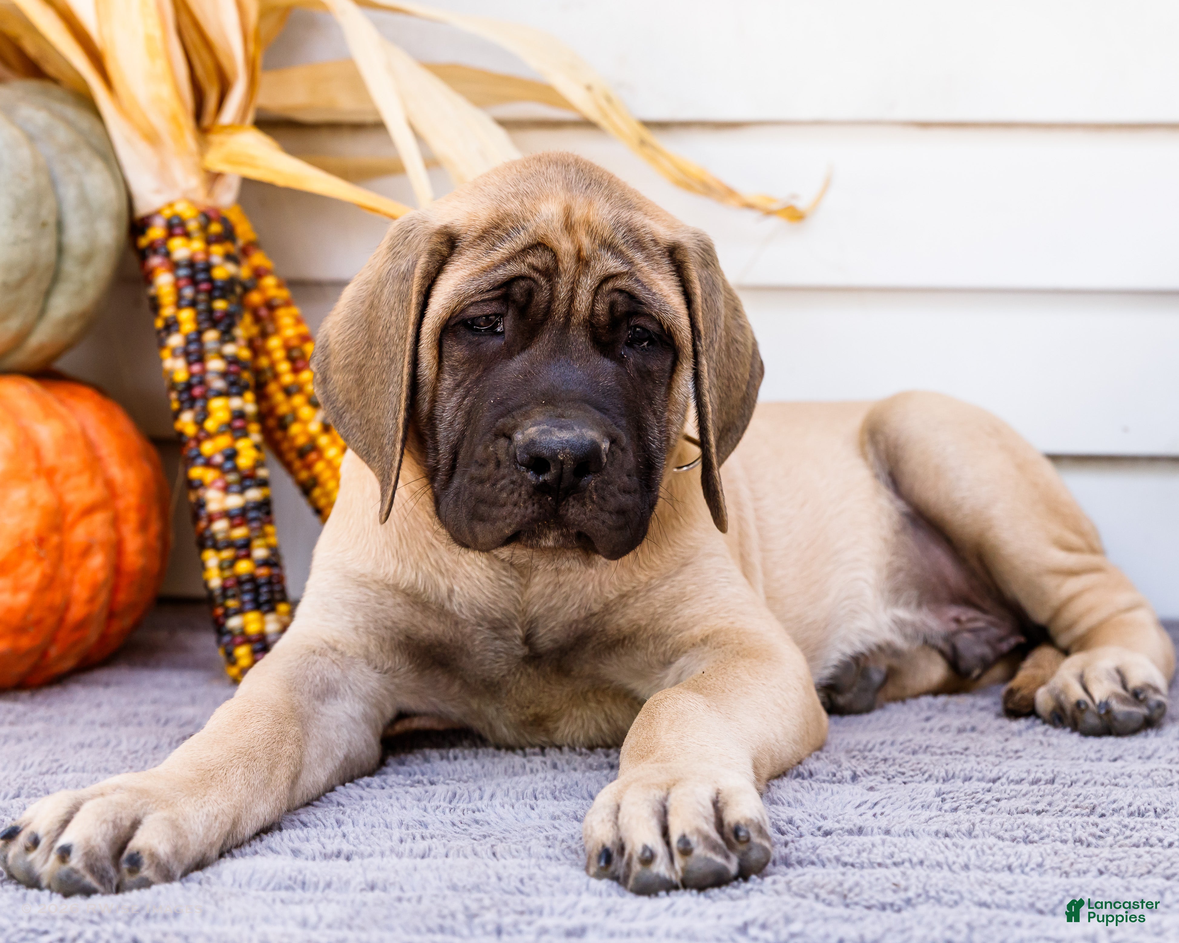 English Mastiff dogs Miles - Ad 1