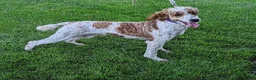 Mini Goldendoodle dogs for sale: Rex - Ad 4