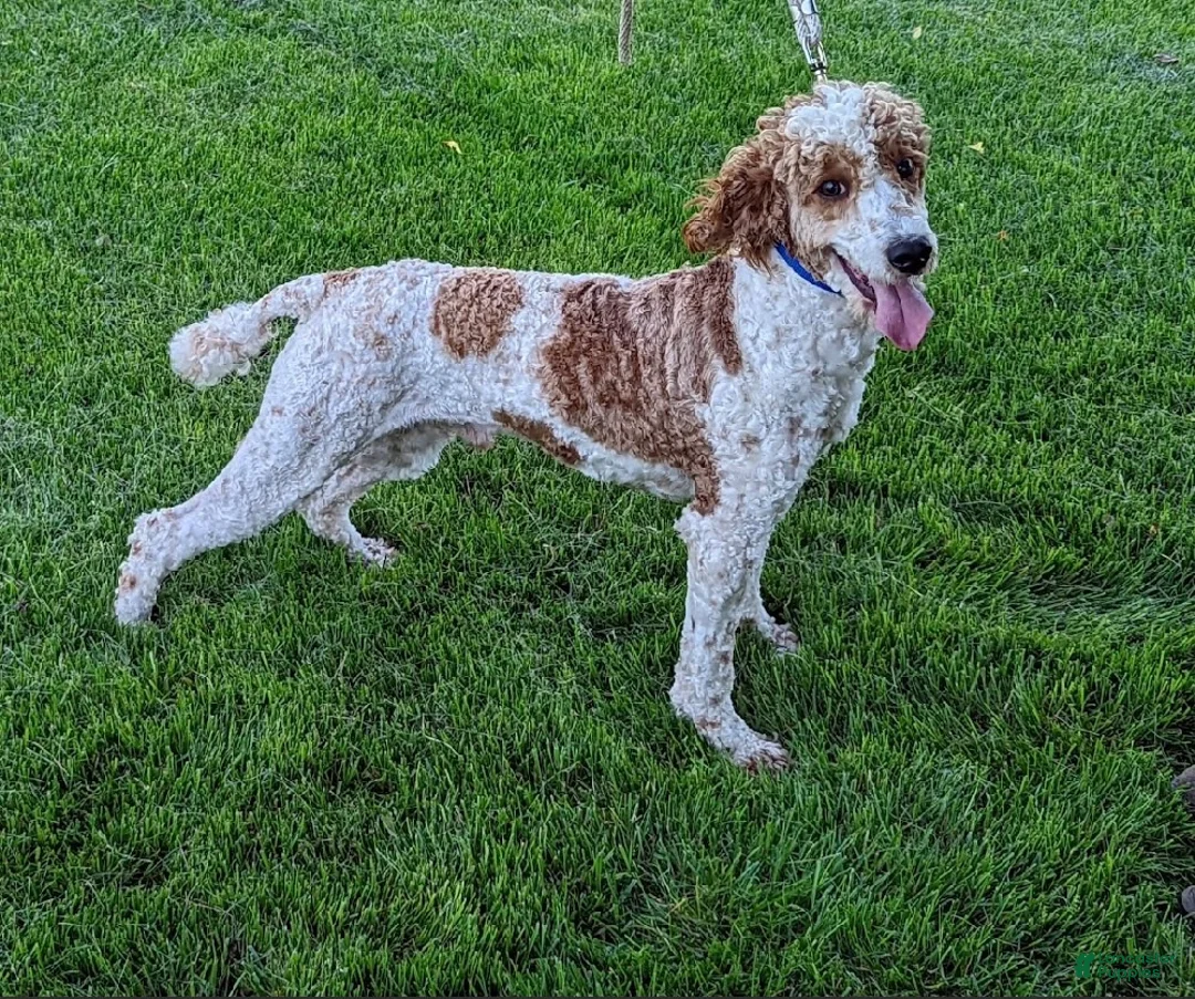 Mini Goldendoodle dogs for sale: Rex - Ad 4
