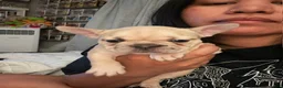 French Bulldog dogs for sale: Blue - Ad 4