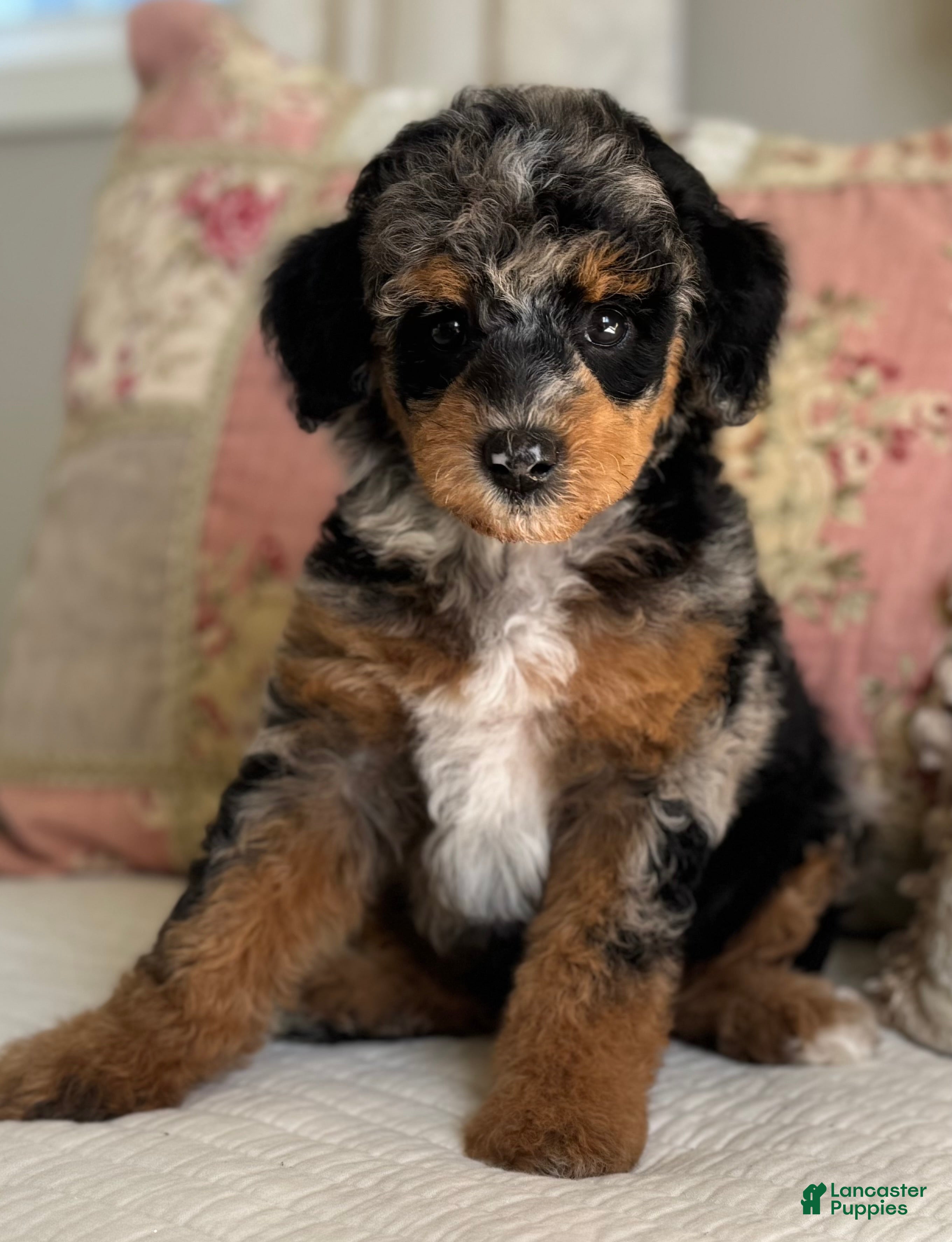 Miniature Poodle dogs for sale: Gwennie - Ad 11