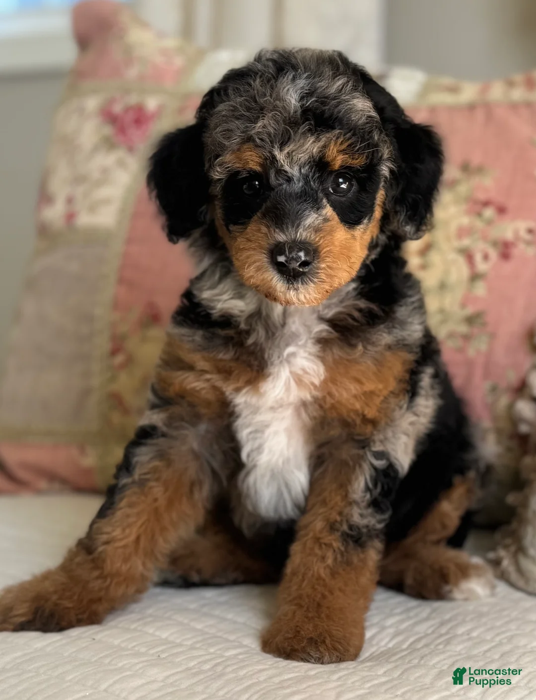 Miniature Poodle dogs for sale: Gwennie - Ad 1